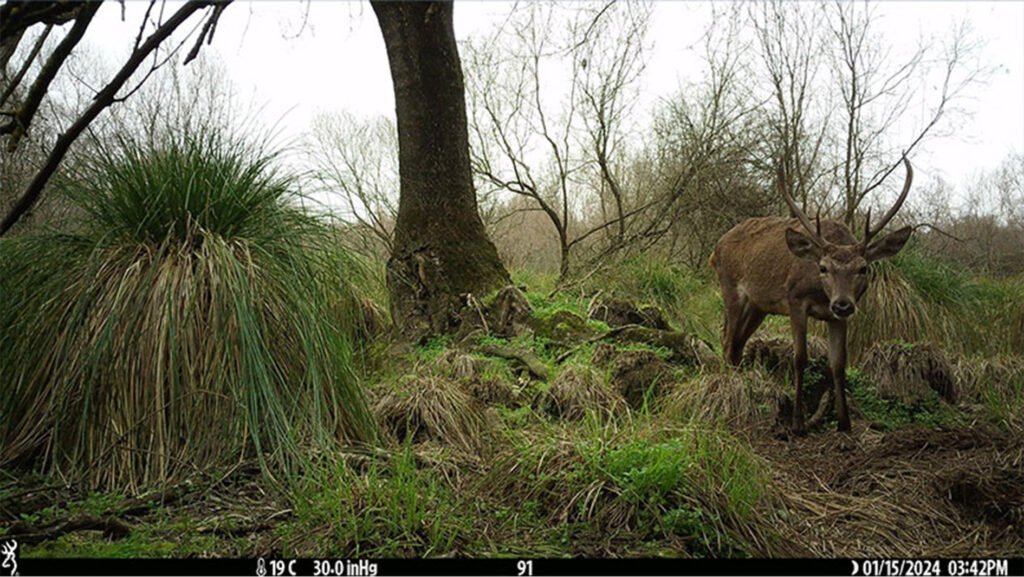 caroussel_WI_0000_Dear6_web