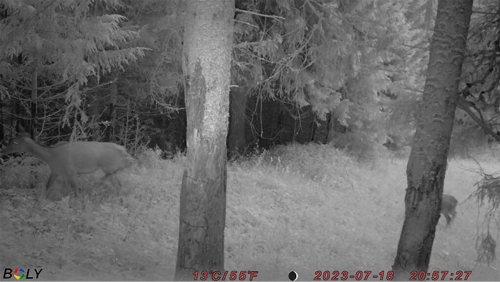 caroussel_WI_0002_Dear4_web