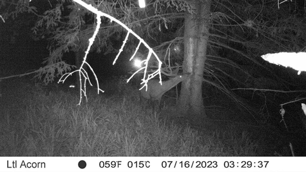 caroussel_WI_0003_Dear3_web