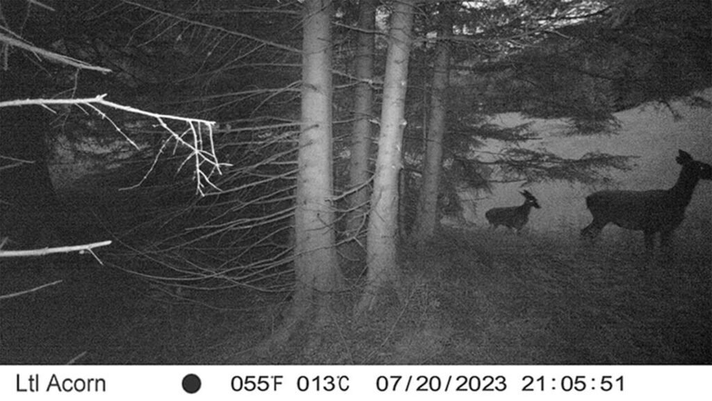 caroussel_WI_0004_Dear2_web