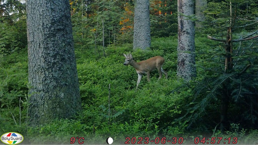 caroussel_WI_0005_Dear1_web