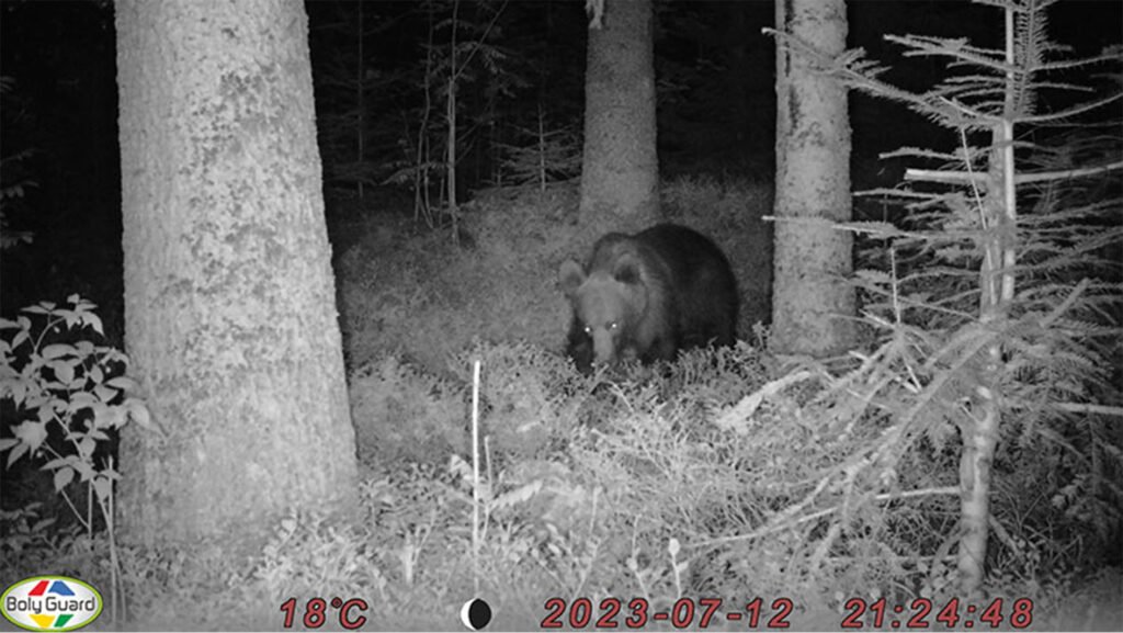 caroussel_WI_0007_Bear5_web