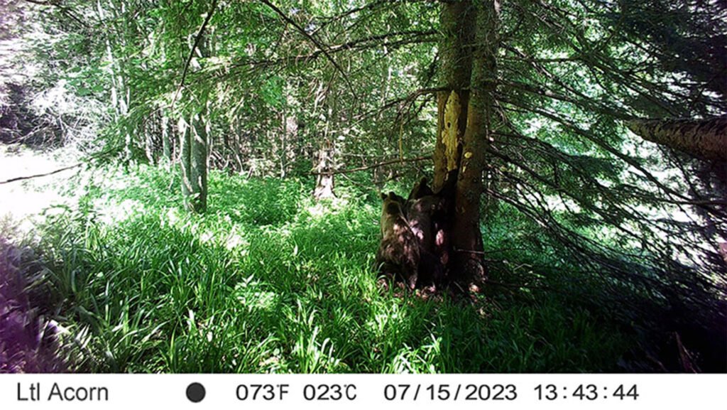 caroussel_WI_0008_Bear4_web