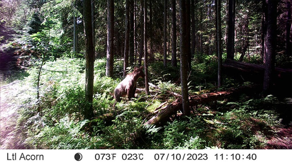 caroussel_WI_0010_Bear2_web