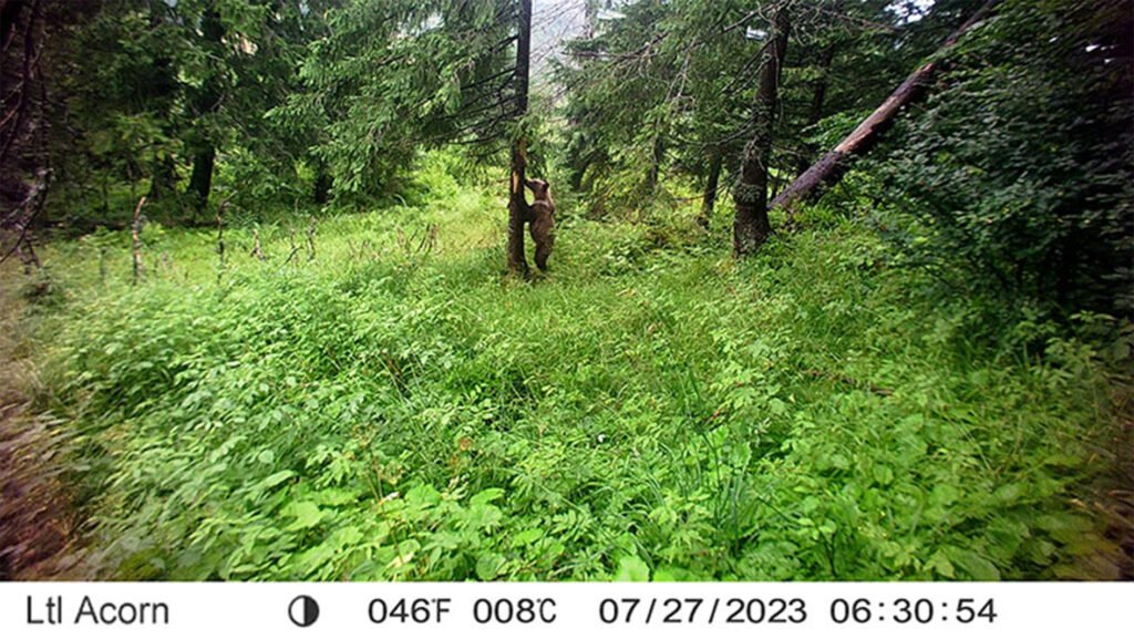 caroussel_WI_0011_Bear1_web