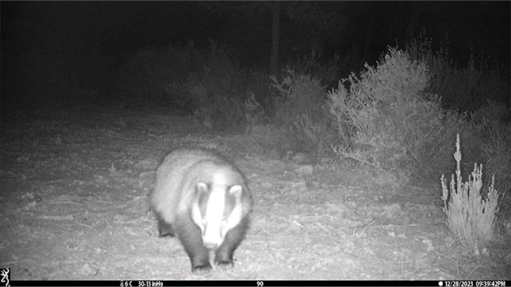 caroussel_WI_0012_Badger_web