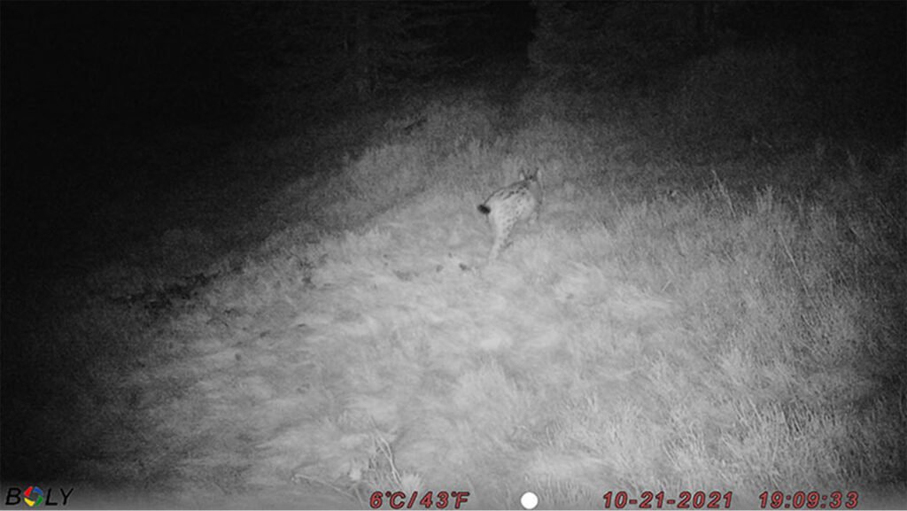 caroussel_WI_0013_Lynx1_web