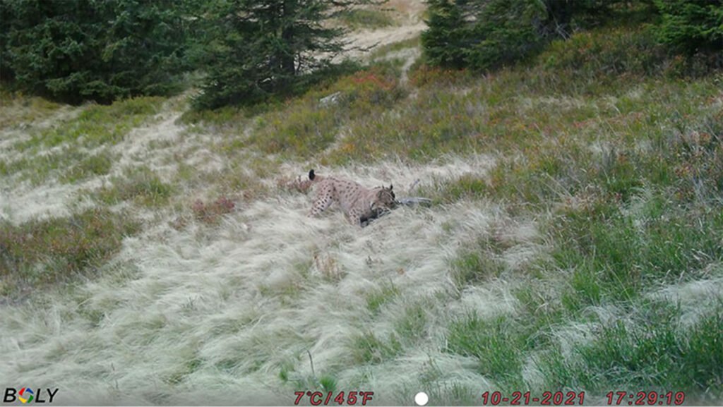 caroussel_WI_0014_Lynx_web