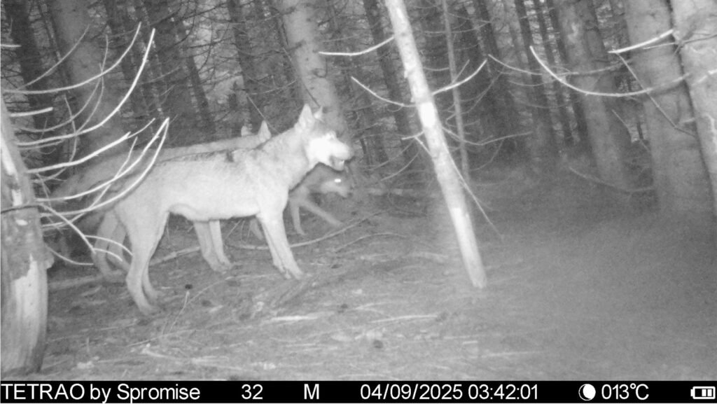 caroussel_WI_0034_IMAG0248