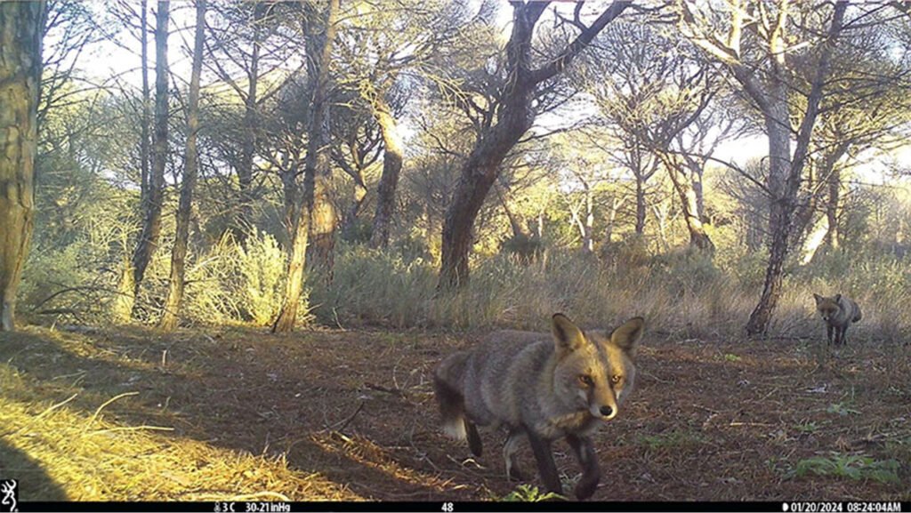 caroussel_WI_0046_Fox_web